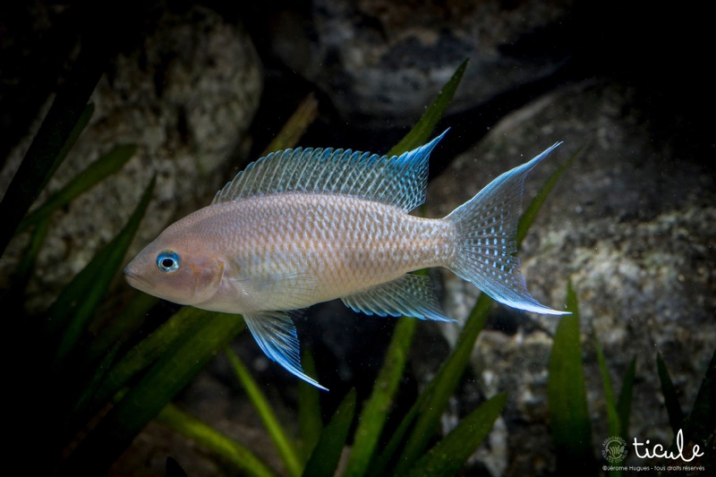 Neolamprologus marunguensis